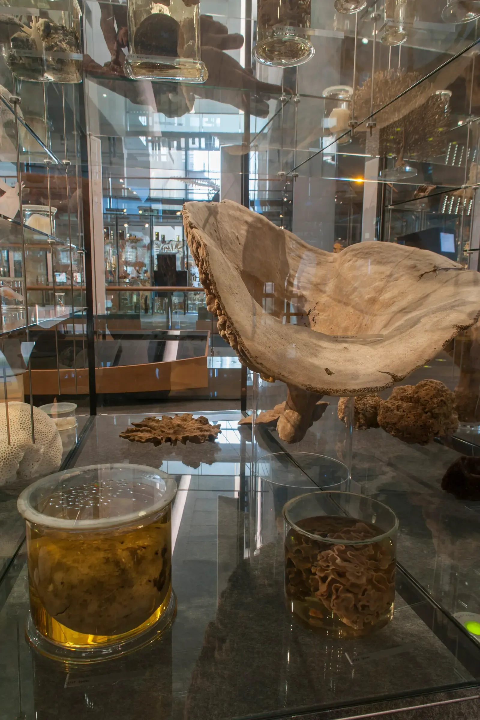 #7 - Neptune's Cup Sponge: The Victorian Trophy That Vanished, Then Returned (Naturalis Biodiversity Center, CC BY-SA 3.0)