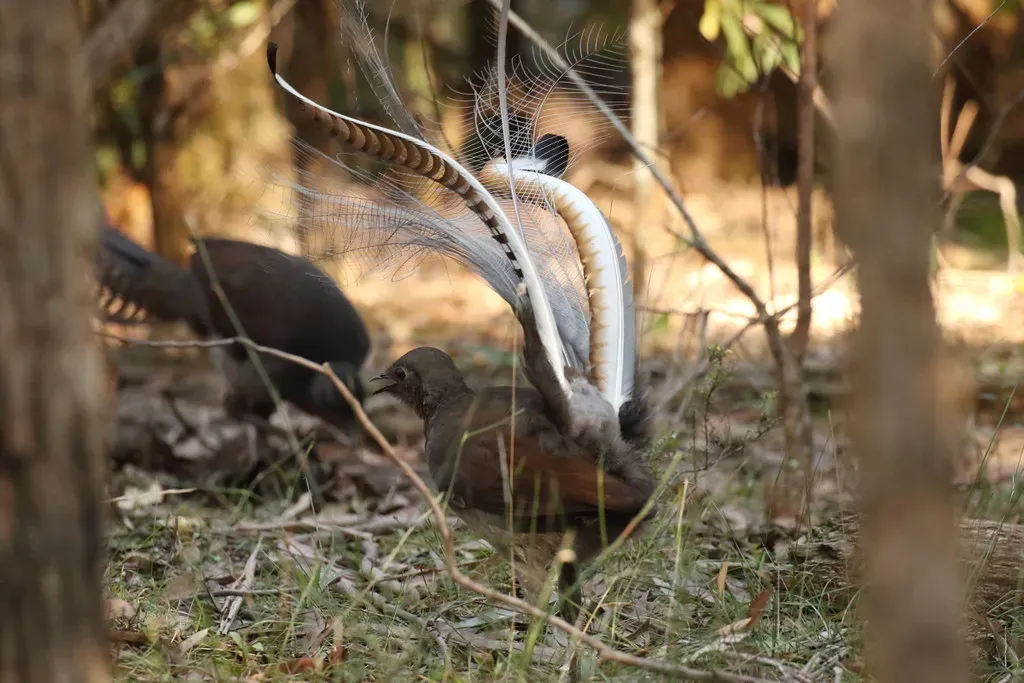 Lyrebird's Inexplicable Sound Mimicry (Image Credits: Flickr)