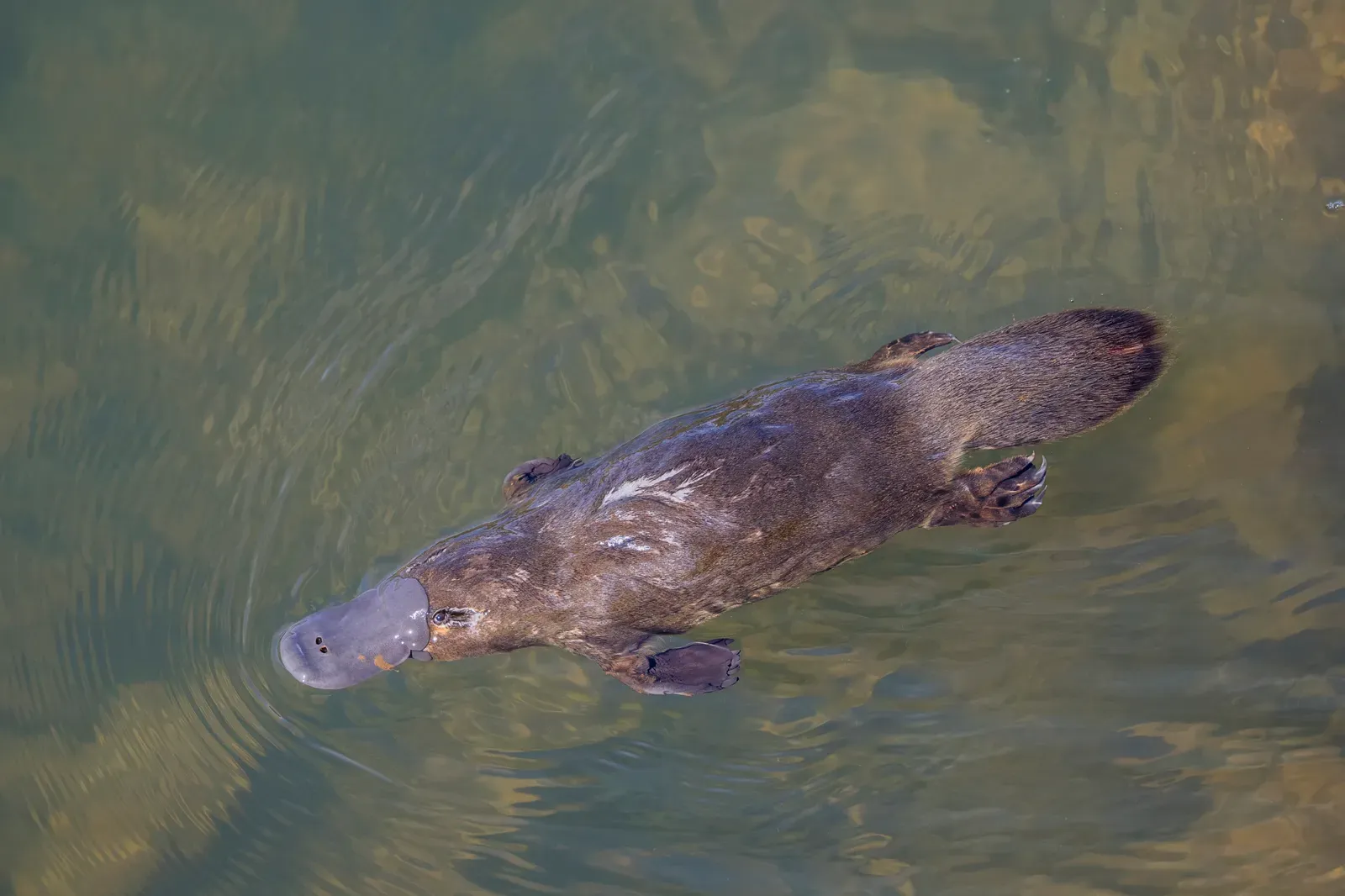 Platypus: Electroreception in a Muddy Underwater World (Image Credits: Wikimedia)