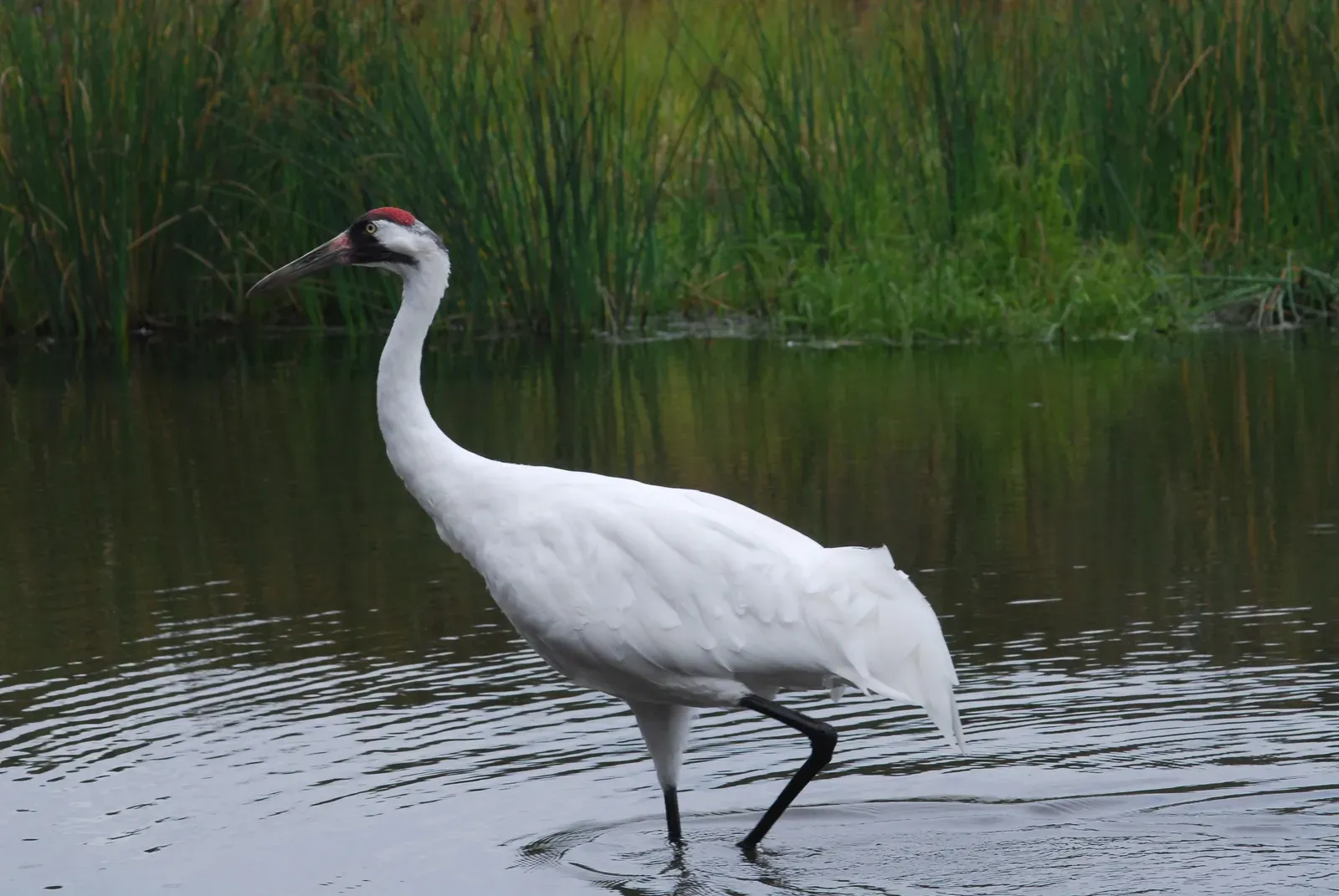Whooping Crane (Image Credits: Wikimedia)