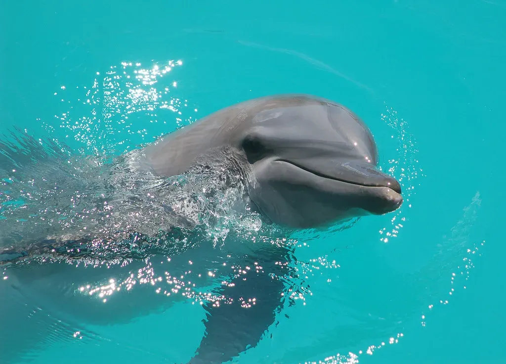 Why You Need to Hold Two Truths About Dolphins at Once (mattbaya, Flickr, CC BY-SA 2.0)