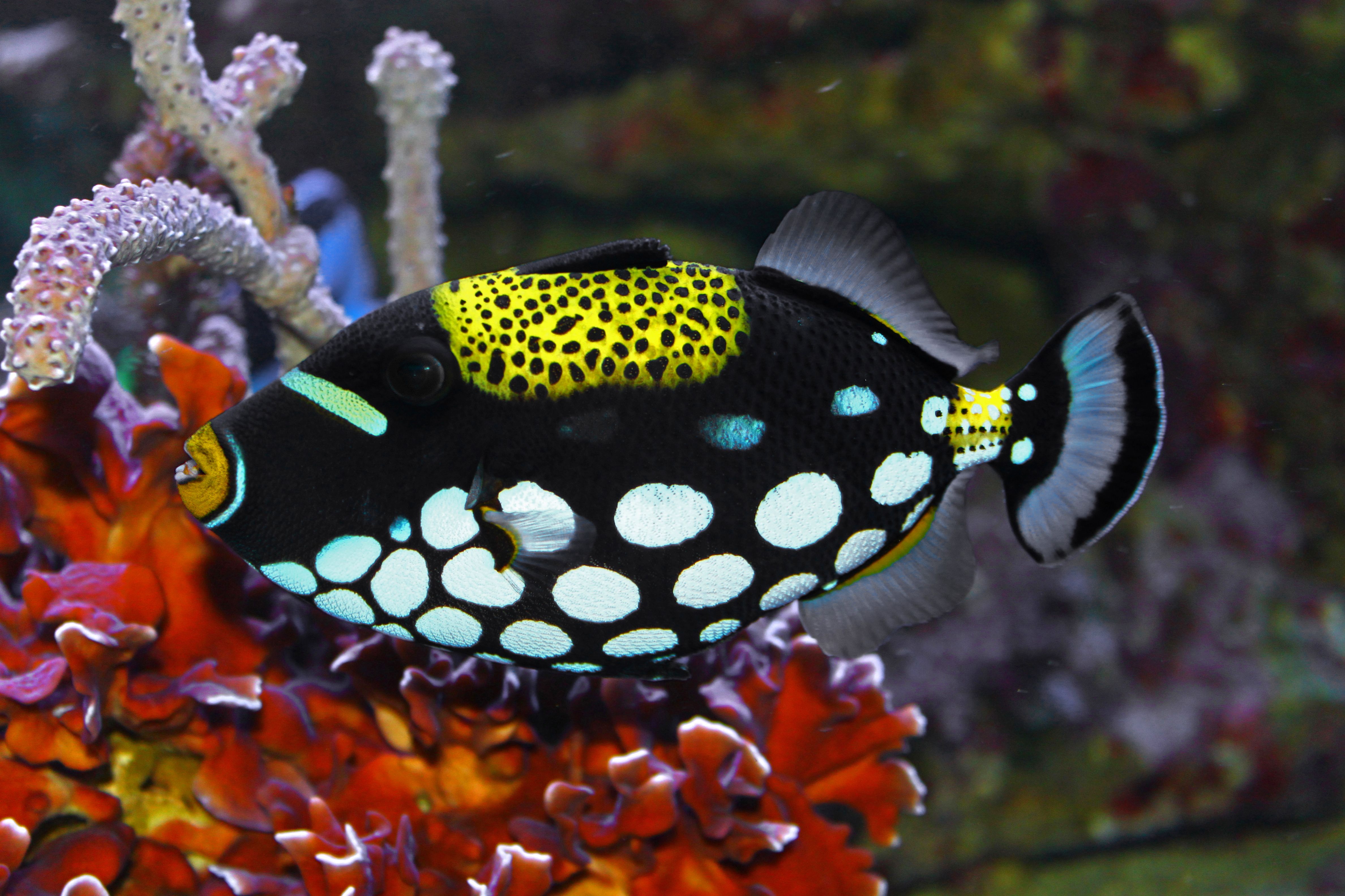 Clown Triggerfish - Nature's Abstract Masterpiece (Image Credits: Wikimedia)