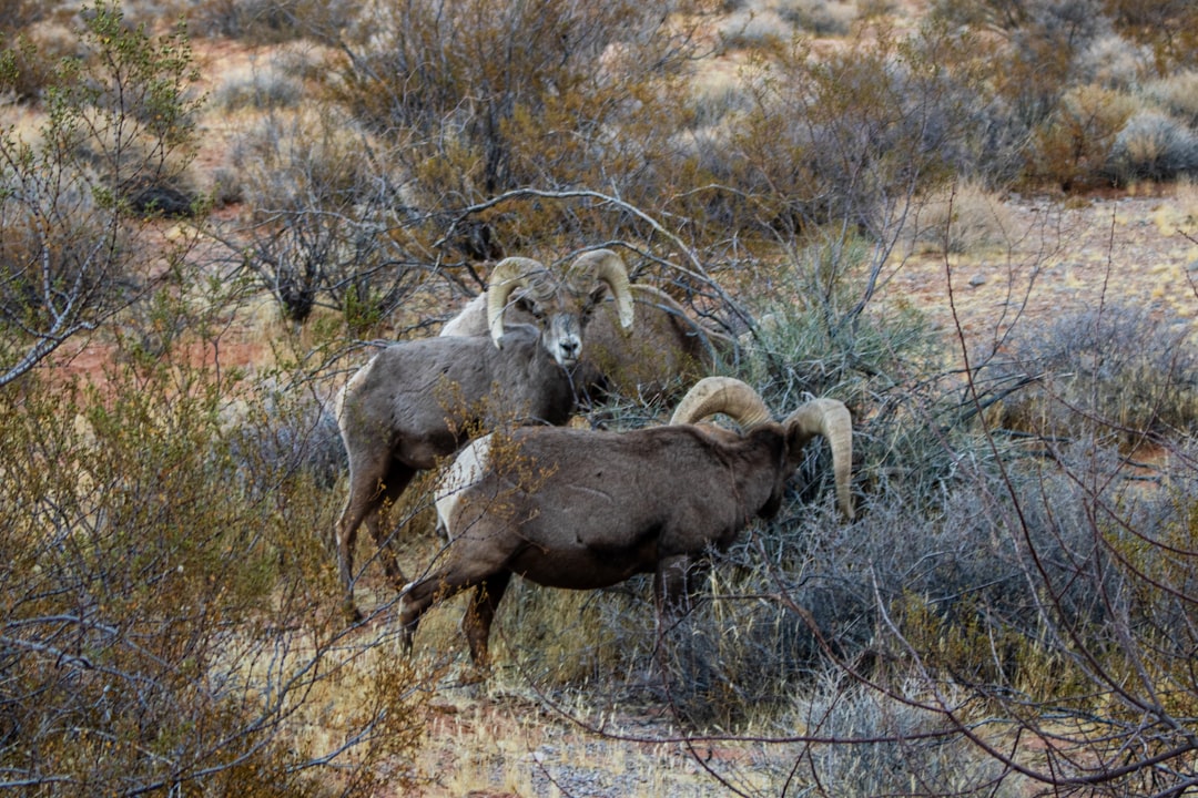 Franklin Mountains State Park, Texas (Image Credits: Unsplash)