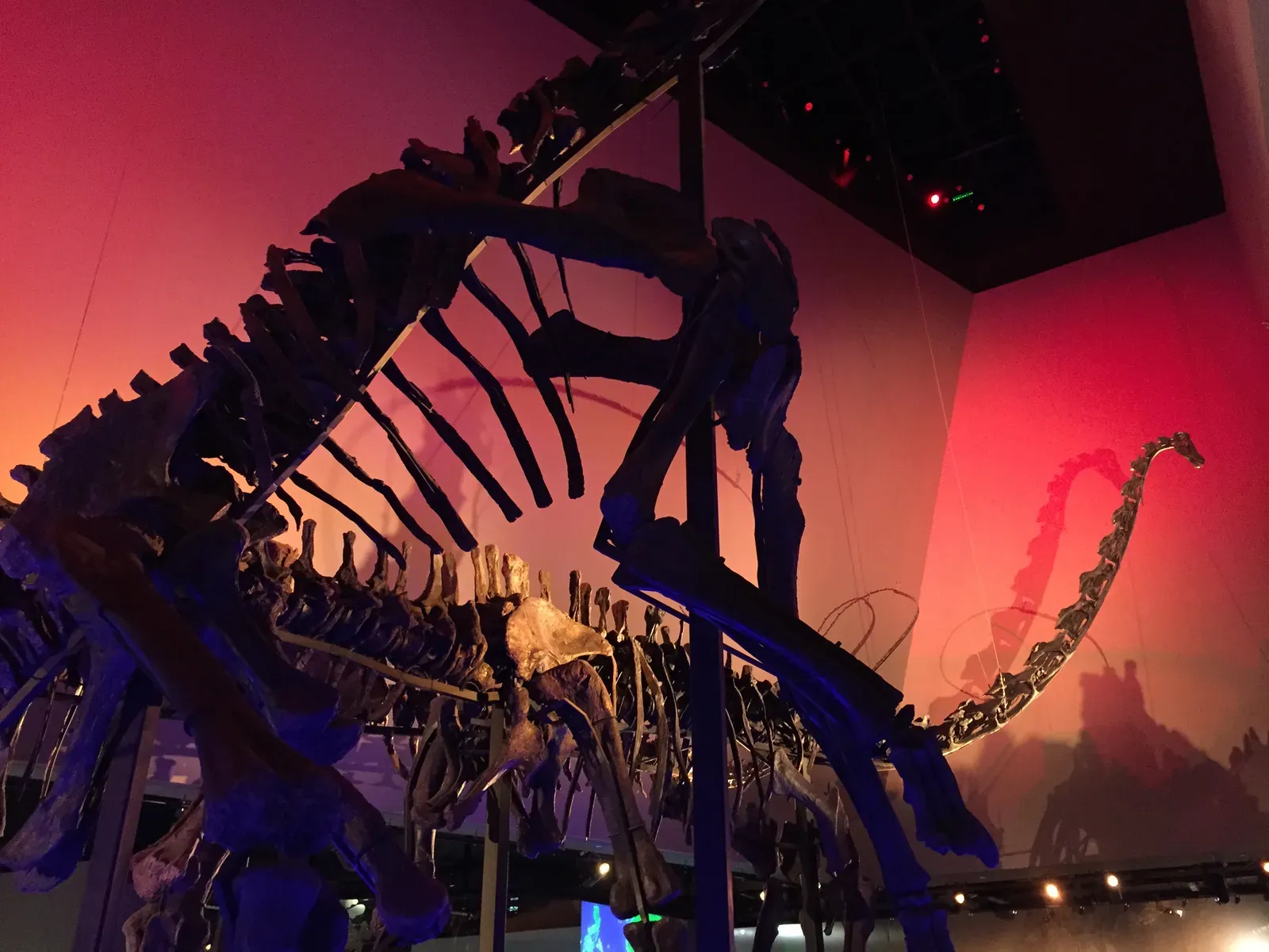 The Hidden Clues: Unearthing the True Scale of Patagotitan (Image Credits: Wikimedia)