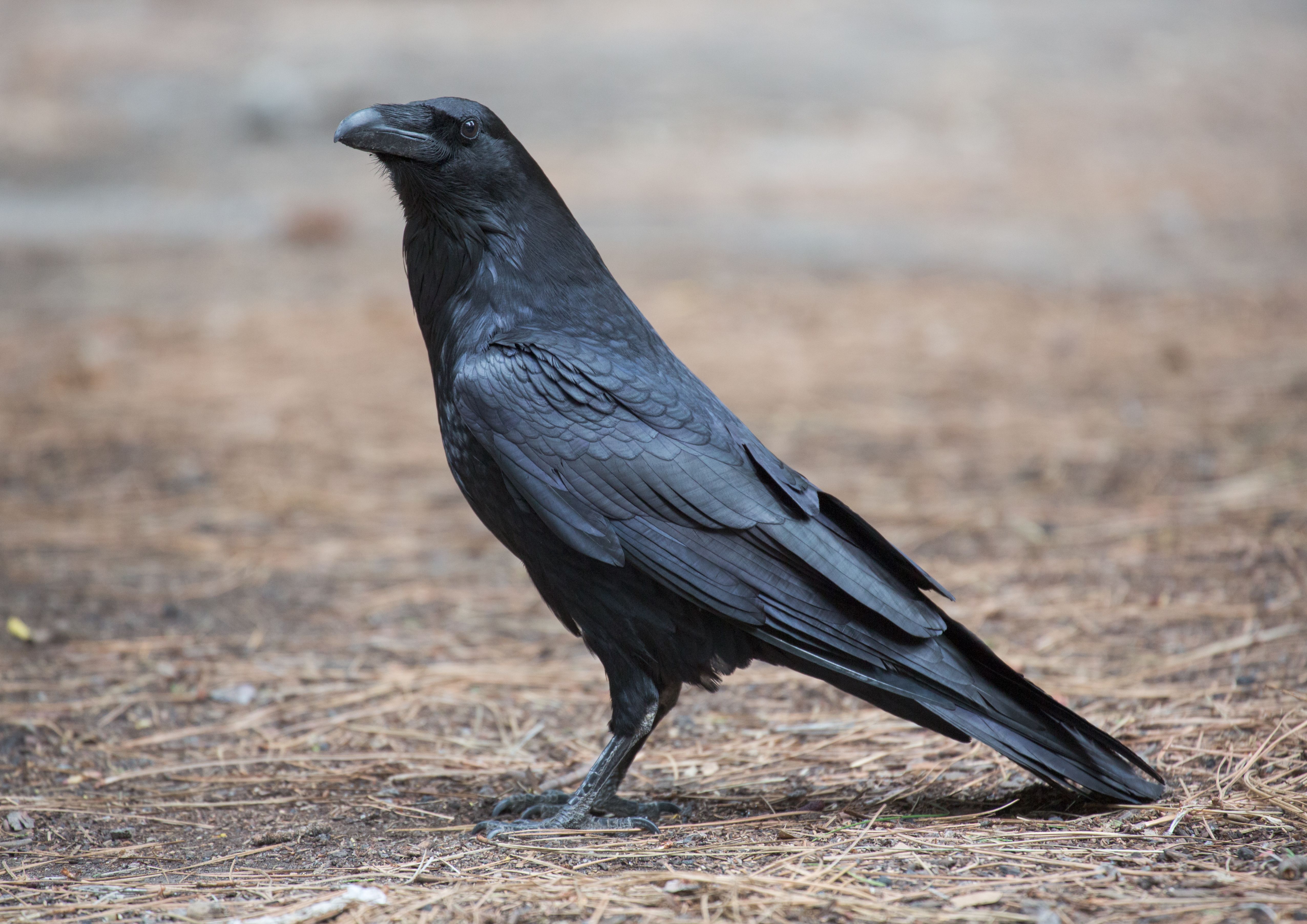 The Tricksters: Ravens (Image Credits: Wikimedia)