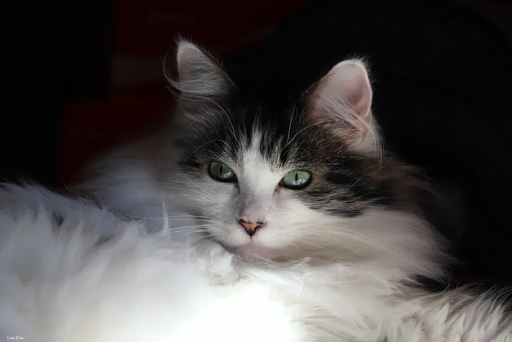 Opinion: Cats Are Paying Far More Attention to Us Than We Deserve (Lisa Zins, Flickr, CC BY 2.0)