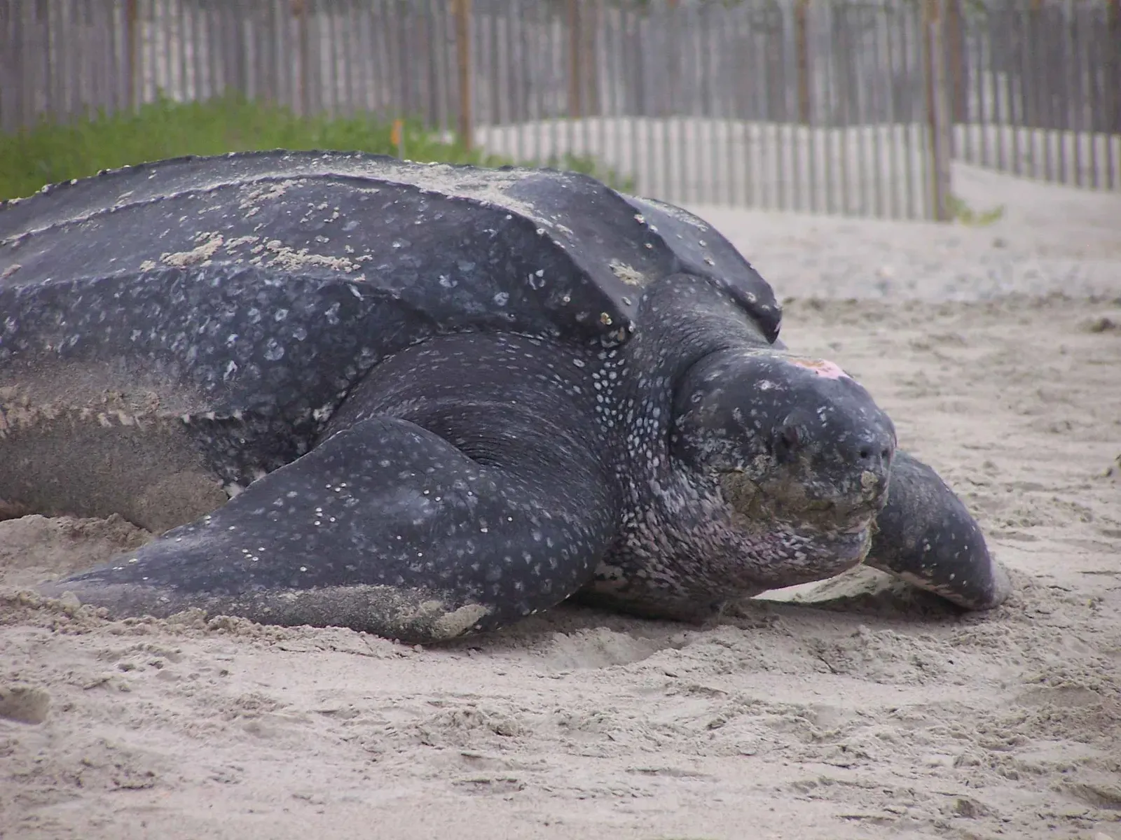 The Leatherback Sea Turtle: Deep-Diving Marine Wanderer (Image Credits: Wikimedia)
