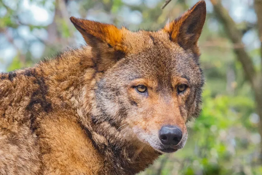 2. Red Wolf: America’s Most Endangered Canine (Image Credits: Unsplash)