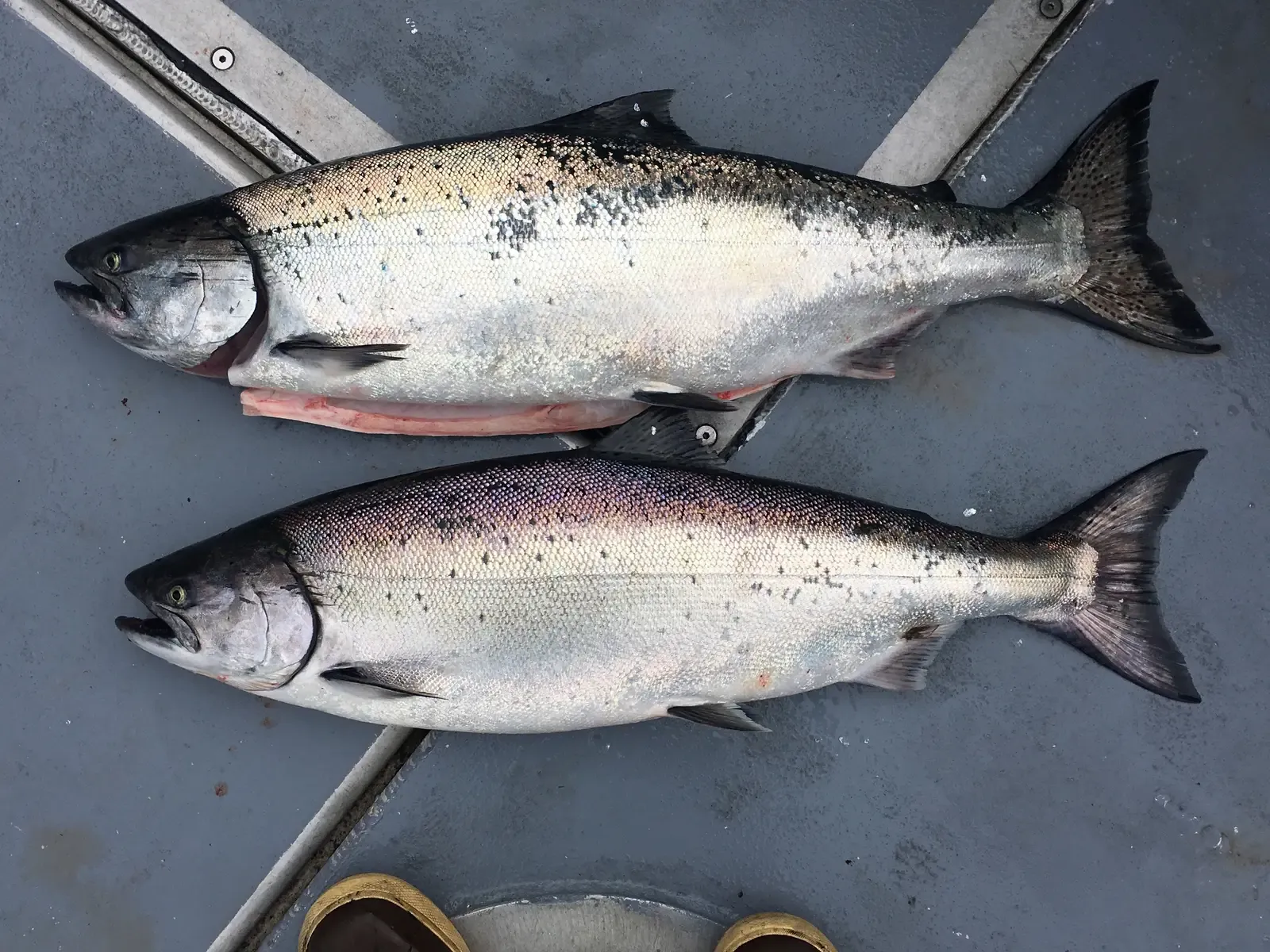 Pisces – You Are the Alaskan Salmon (By NickLongrich, CC BY-SA 4.0)