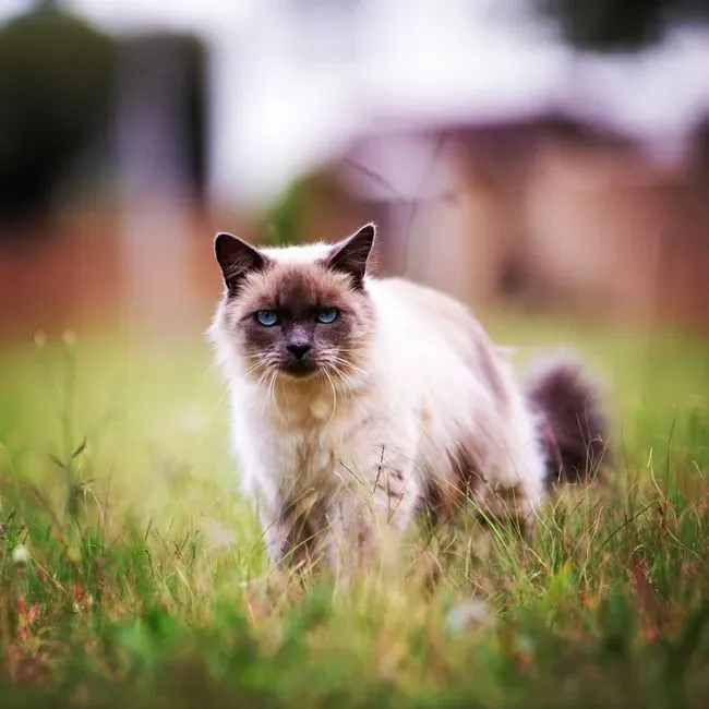 Pisces: The Birman – Your Dreamy, Soulful Confidant (Image Credits: Pexels)