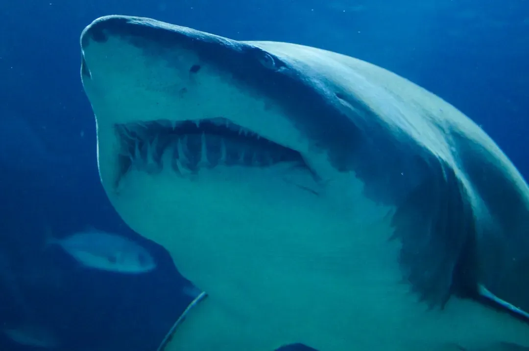 #5 - The Megamouth Shark Was Discovered Tangled in a Navy Ship's Anchor (Image Credits: Unsplash)
