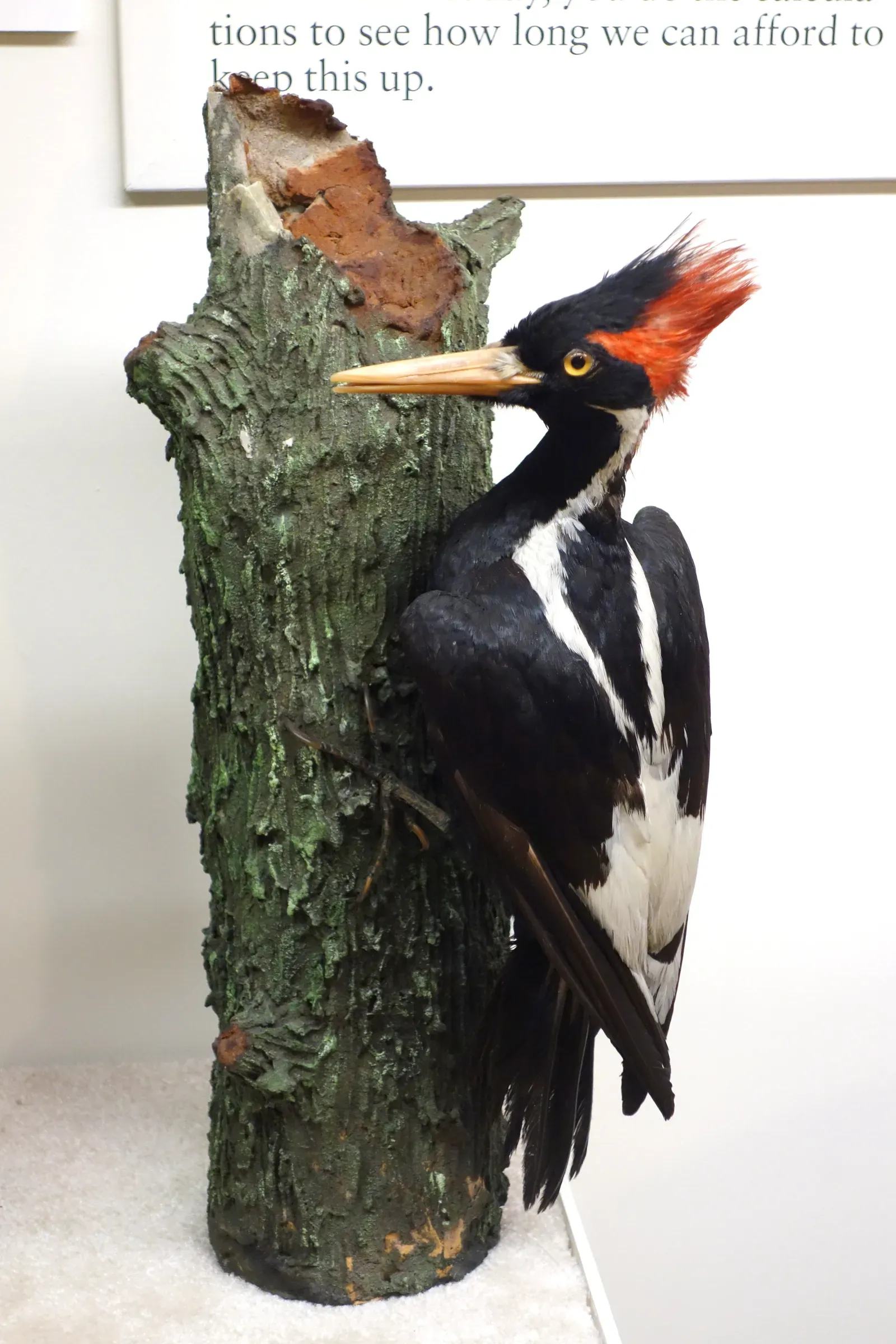 8. The Ivory-Billed Woodpecker: America's "Extinct" Icon Still Knocking (By Daderot, CC0)