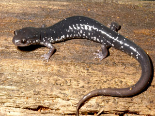 Appalachia’s Forest Surprise (Image Credits: Wikimedia)