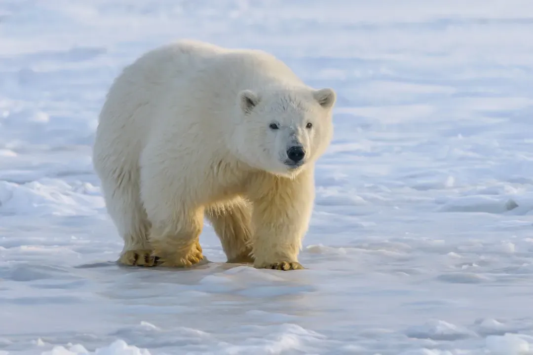 Aries – You Are the Polar Bear, Fearless Trailblazer of the Ice (Image Credits: Unsplash)