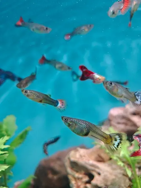 The Evidence: Guppies Prefer the Bigger Crowd (Image Credits: Pexels)