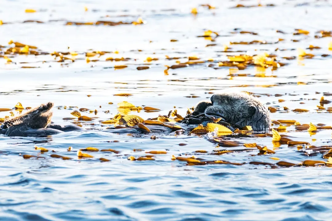 Conclusion: Sea otters are not a bonus, they are the backbone (Image Credits: Unsplash)