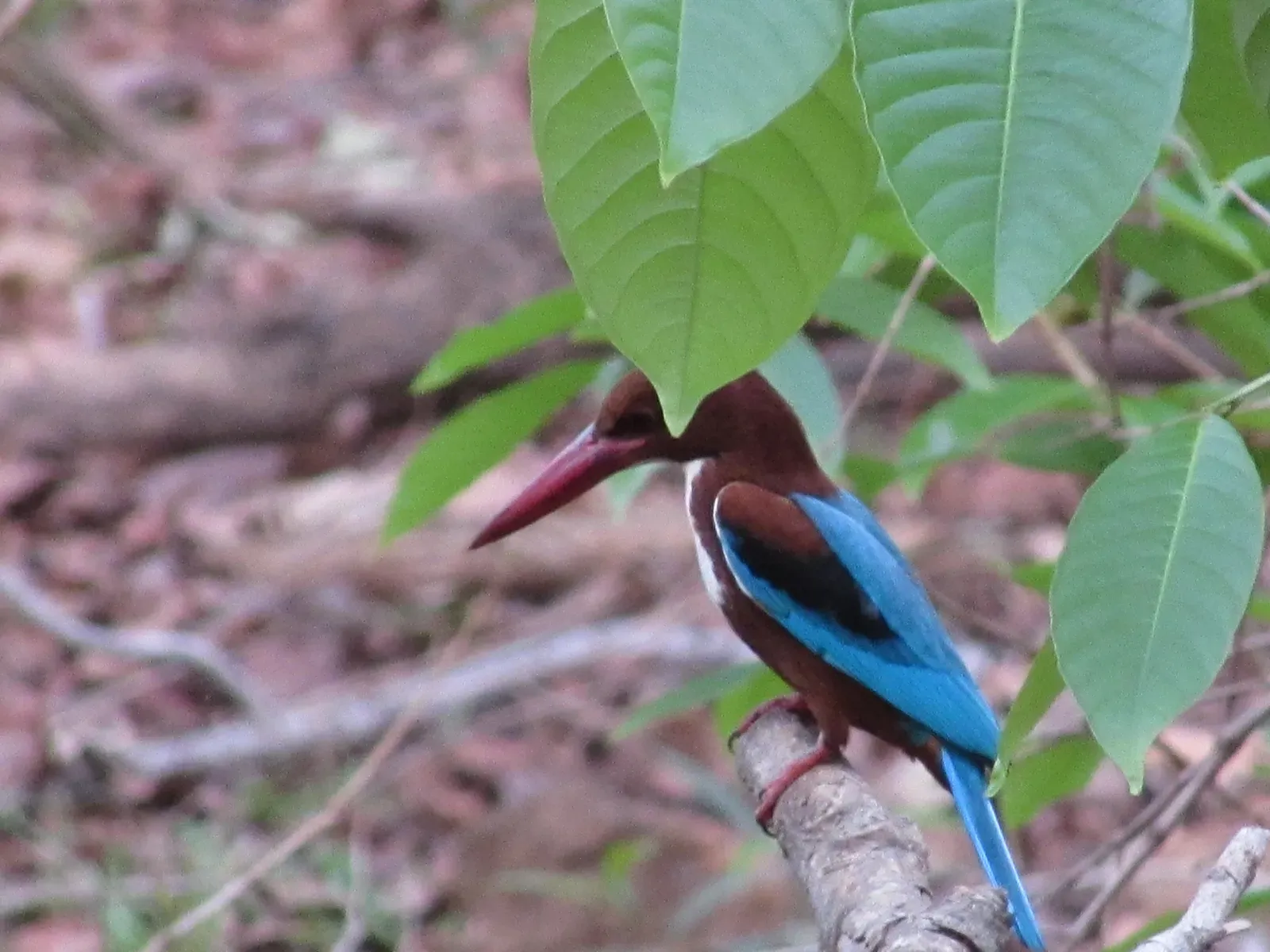 The Hidden Clues: How a Kingfisher Redesigned High-Speed Trains (Image Credits: Wikimedia)
