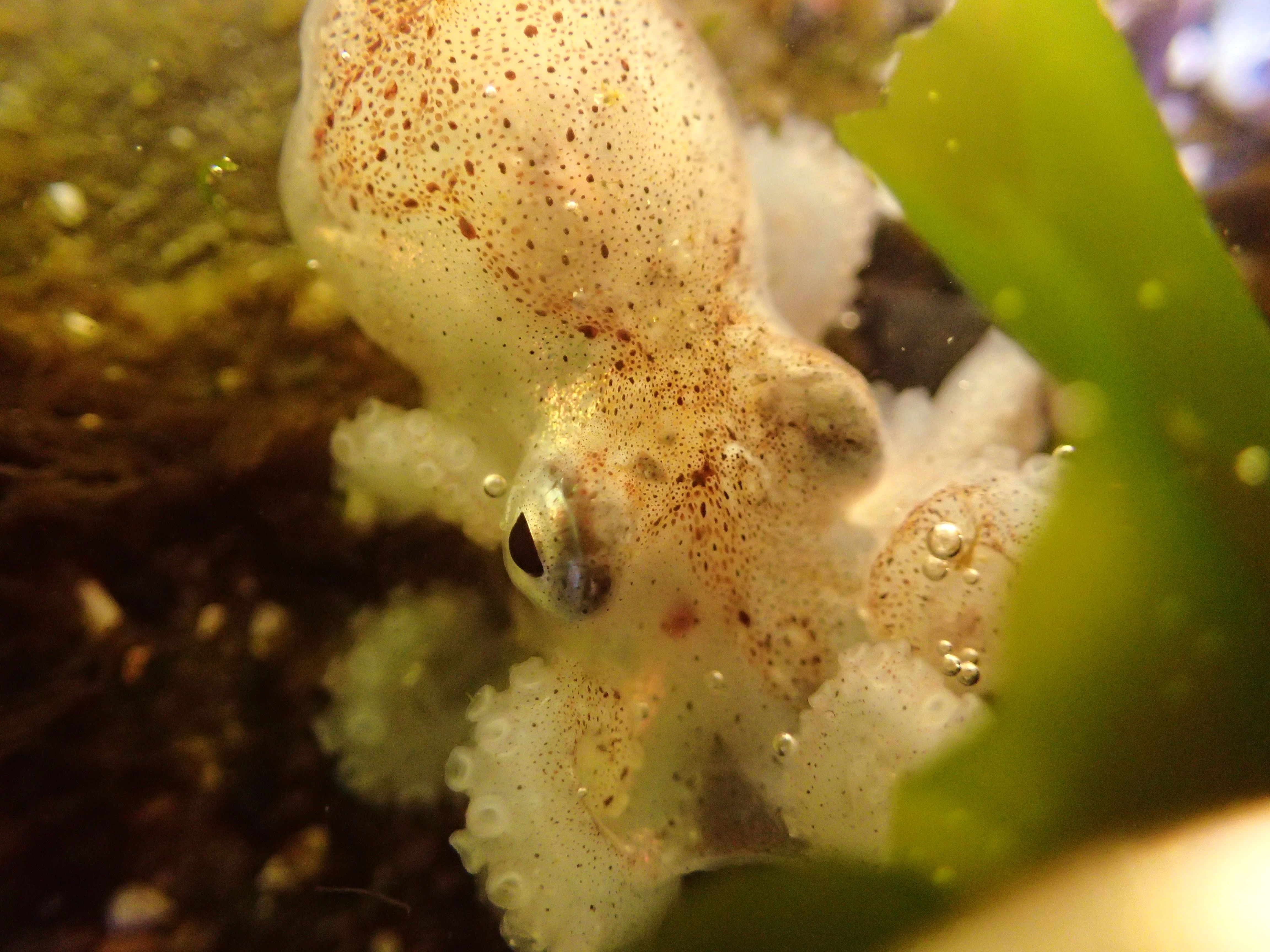 The Octopus Brain: A Marvel of Neural Architecture (Image Credits: Wikimedia)