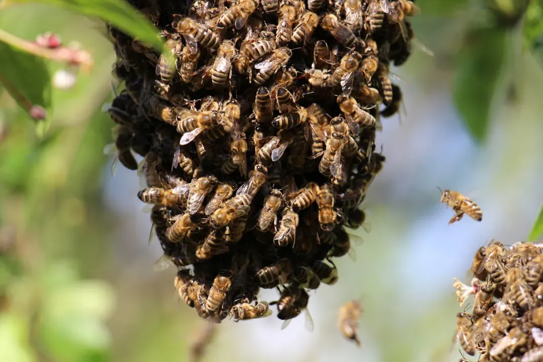 #4 – Honeybees: Tiny Brains, Collective Intelligence (Image Credits: Unsplash)