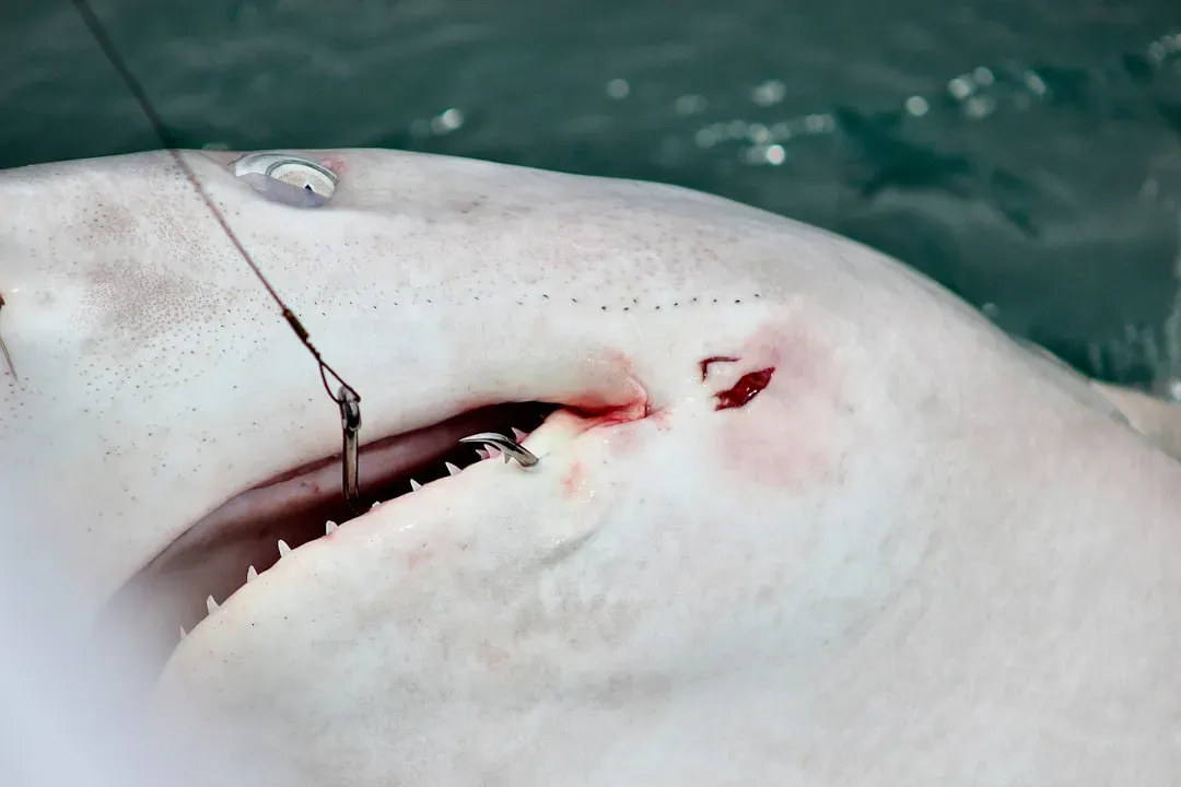 5. Fishing Hooks, Leaders, and Lures Still Attached (Image Credits: Unsplash)