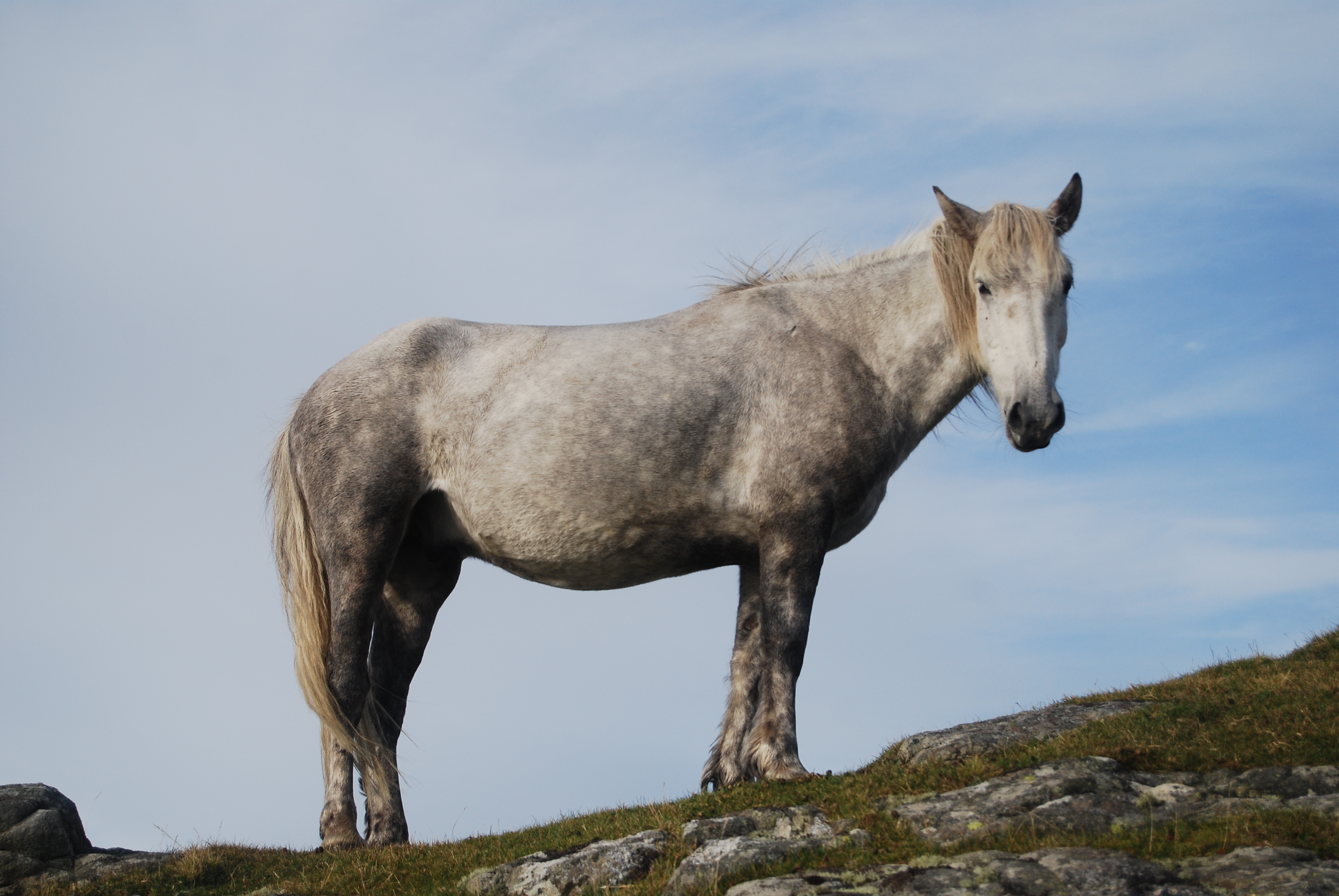 Eriskay Pony: Hebridean Hardiness Hanging By A Thread (Image Credits: Wikimedia)