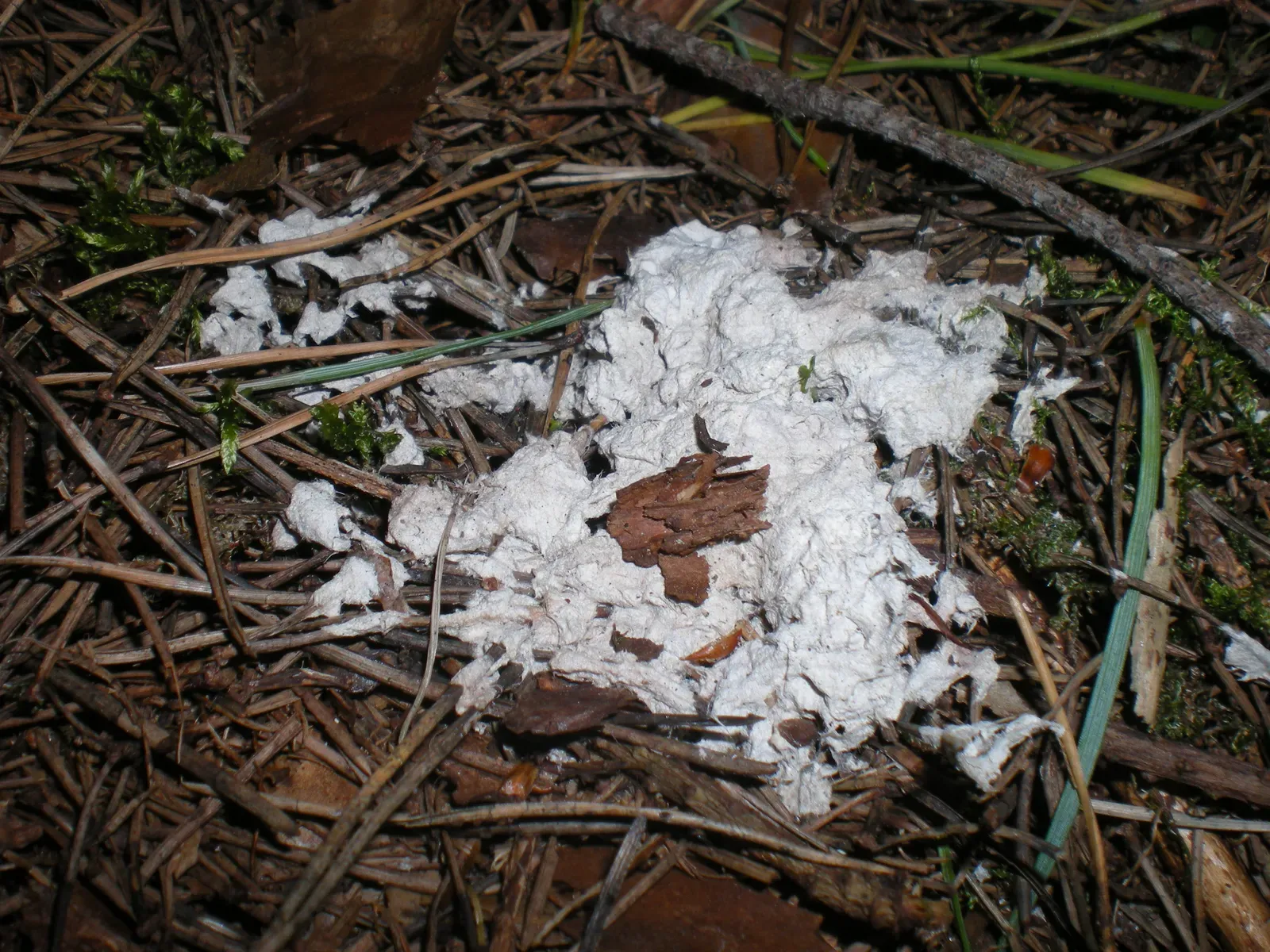 The Science of Decay and Renewal (Image Credits: Wikimedia)