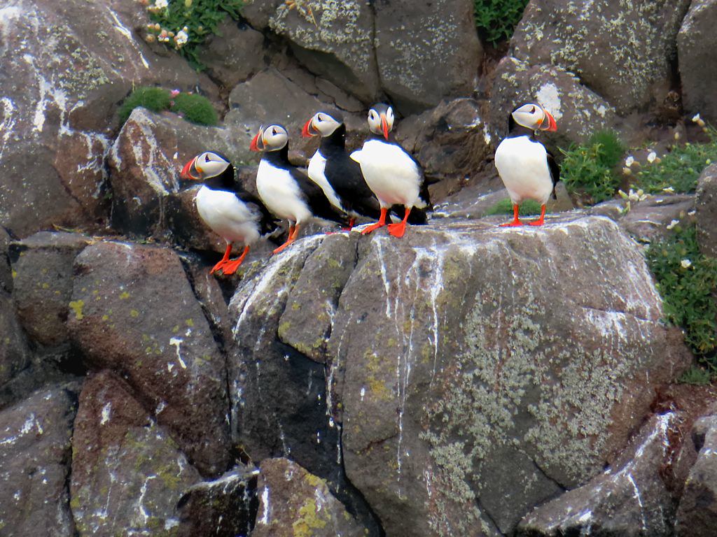 Farallon Islands, California: The West Coast Puffin Paradise (Image Credits: Flickr)