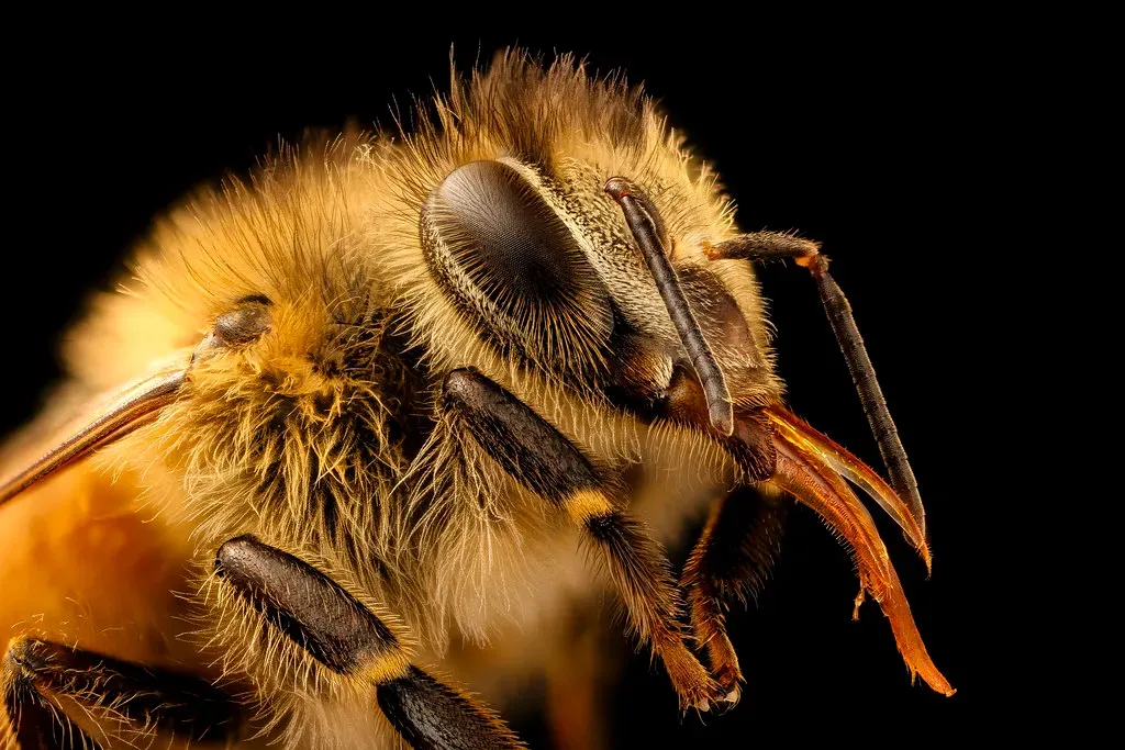 When Bees Get Hurt: What “Trauma” Really Means in the Lab (Image Credits: Flickr)