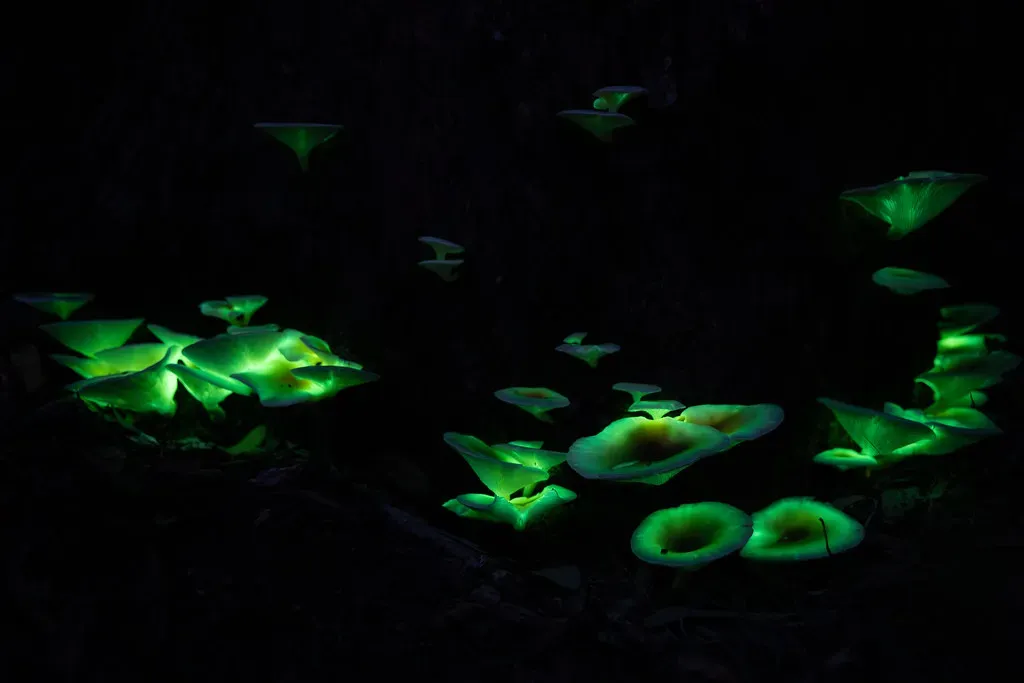 What Bioluminescence Reveals About Life Itself (Image Credits: Flickr)