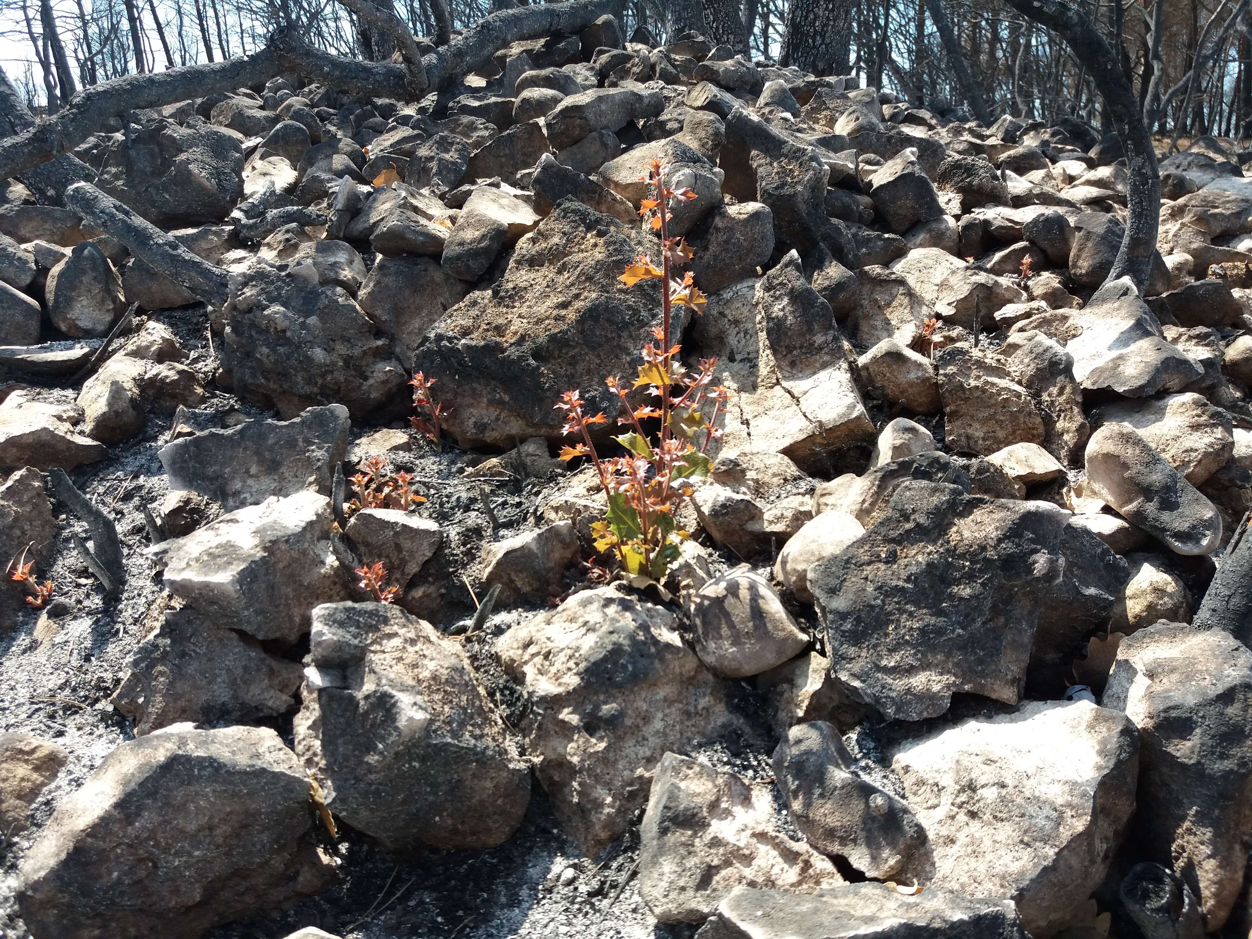 Why It Matters (Image Credits: Wikimedia)