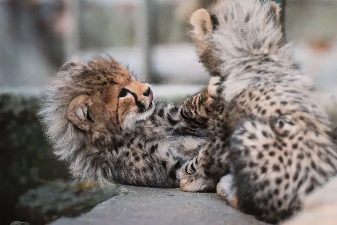 Why Animal Play Feels Different From Human Play (Image Credits: Unsplash)