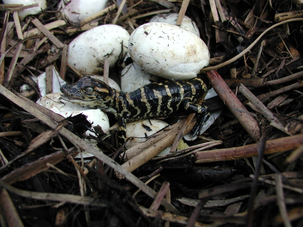 Nests Under Siege: Heat, Floods, and Skewed Sex Ratios (Image Credits: Rawpixel)