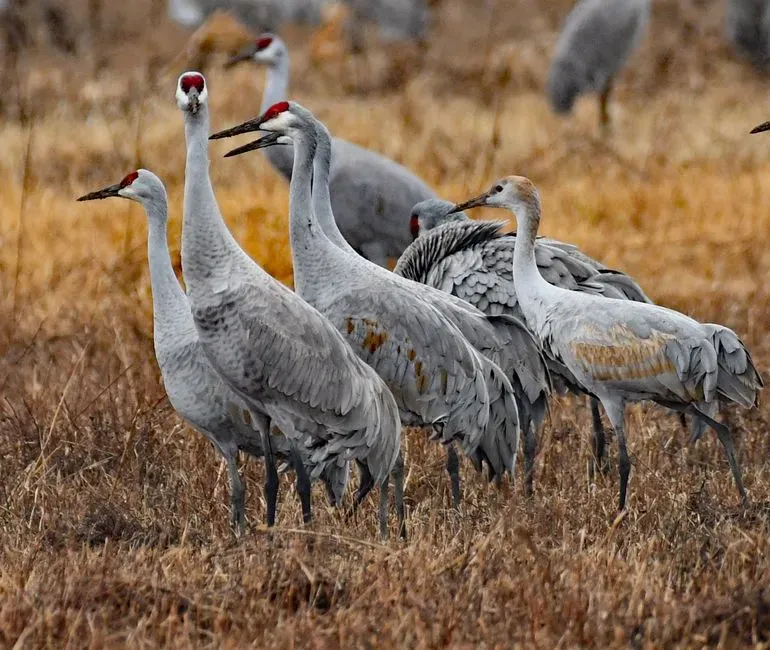 Sandhill Crane – The North American Giant You’re Most Likely to Meet (Image Credits: Pexels)