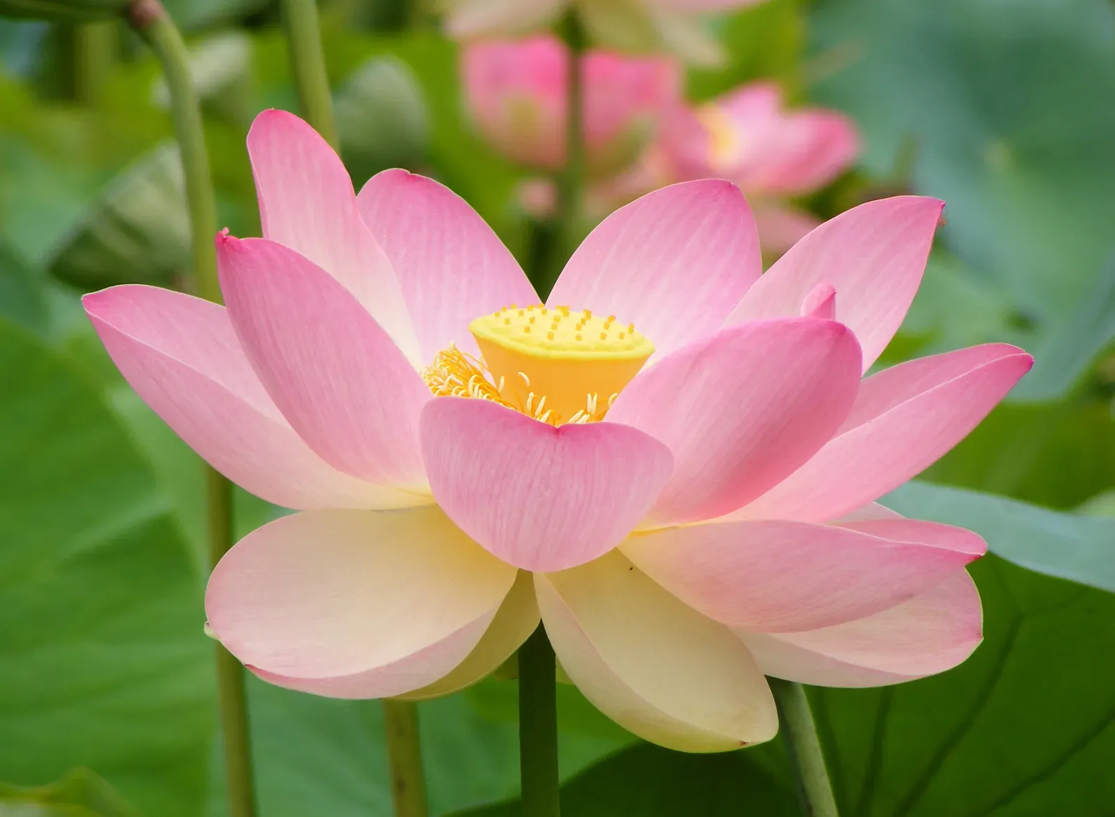 Sagittarius – Lotus: Adventurous, Philosophical, And Spiritually Restless (By Peripitus, CC BY-SA 4.0)