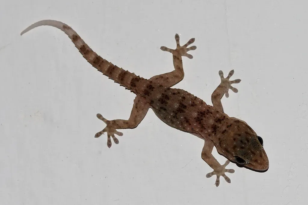 7. The Gecko: The Wall-Crawling Gravity-Defier (By Michel Pierfitte, CC BY-SA 3.0)
