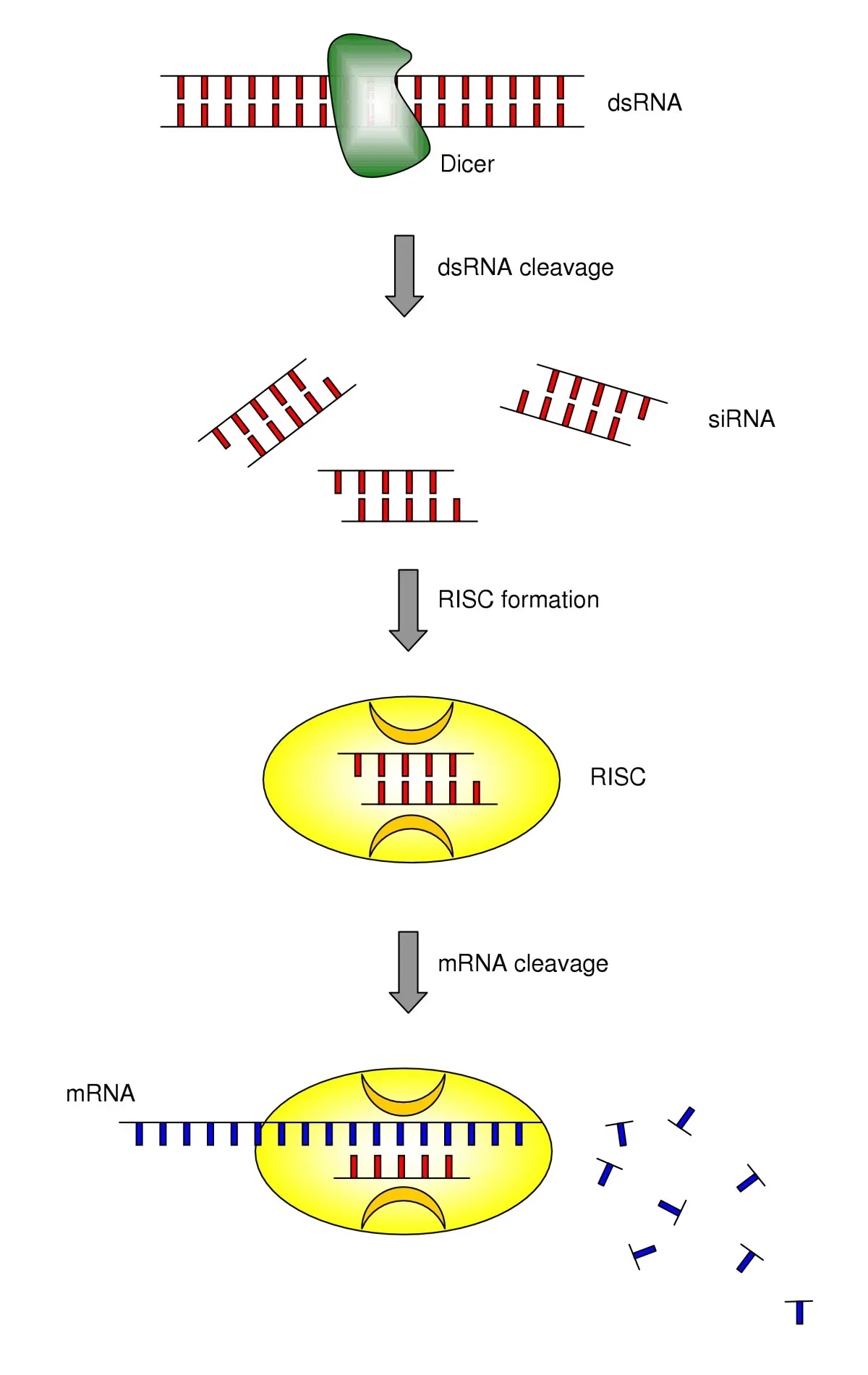 5. Noncoding RNAs: The Invisible Conductors of Cellular Behavior (RNA interference: learning gene knock-down from cell physiology doi:10.1186/1479-5876-2-39, CC BY 2.0)