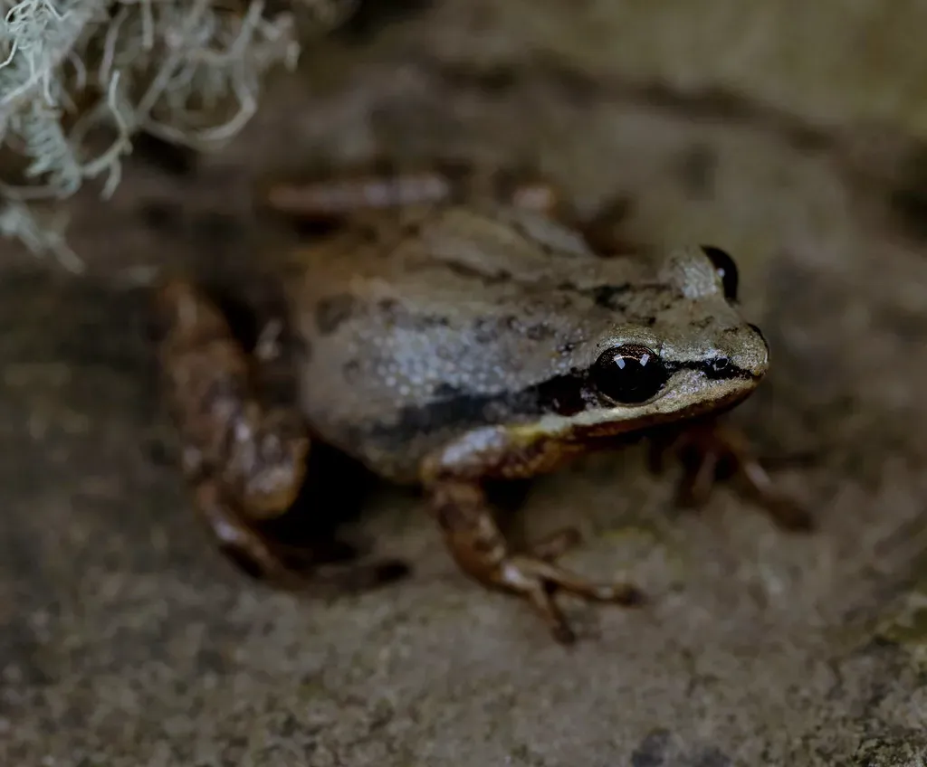 Insects, Amphibians, and the Small Creatures You Rarely Notice (2ndPeter, Flickr, CC BY 2.0)