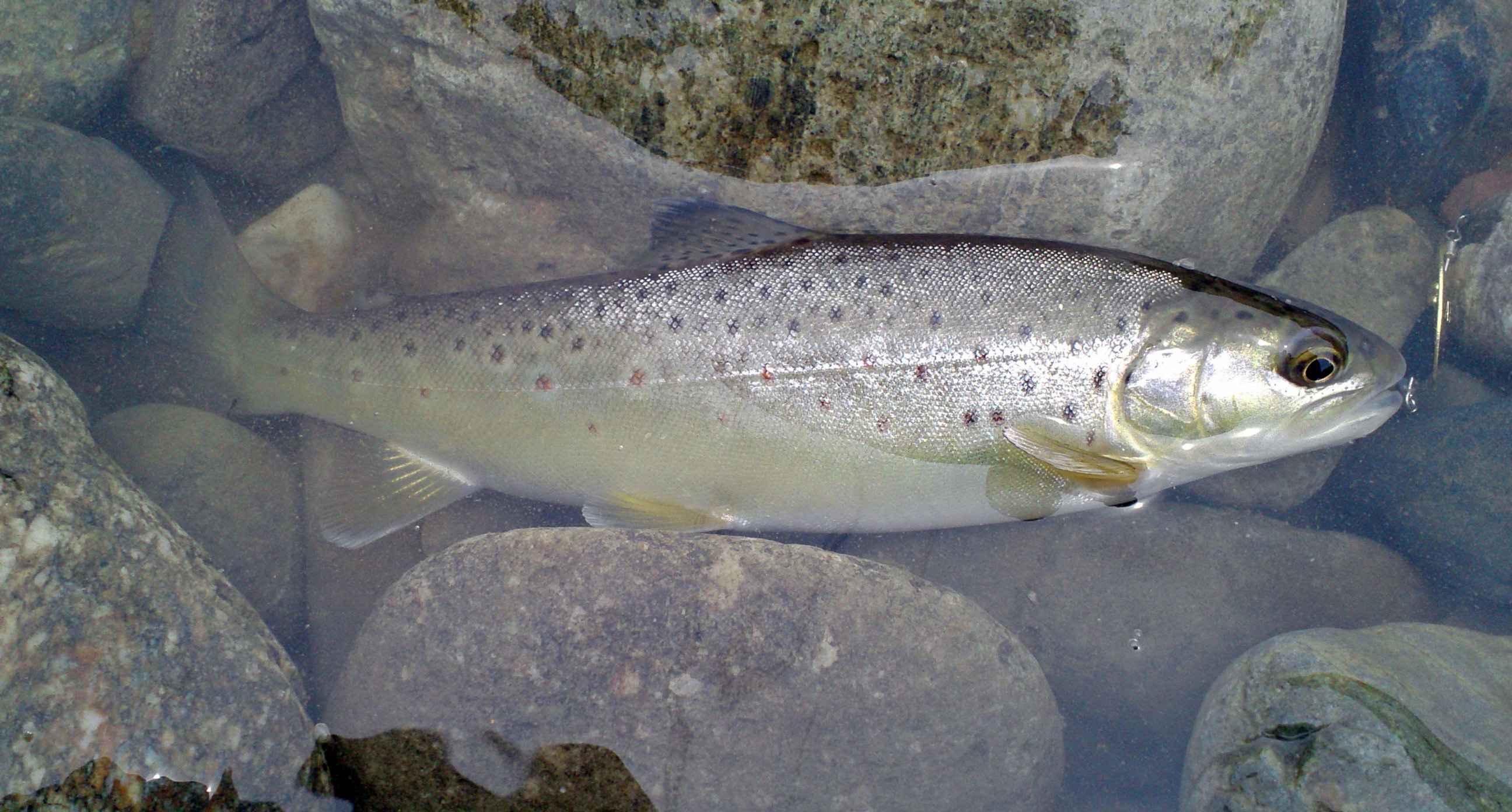 Virgo: The Industrious River Trout (Image Credits: Wikimedia)