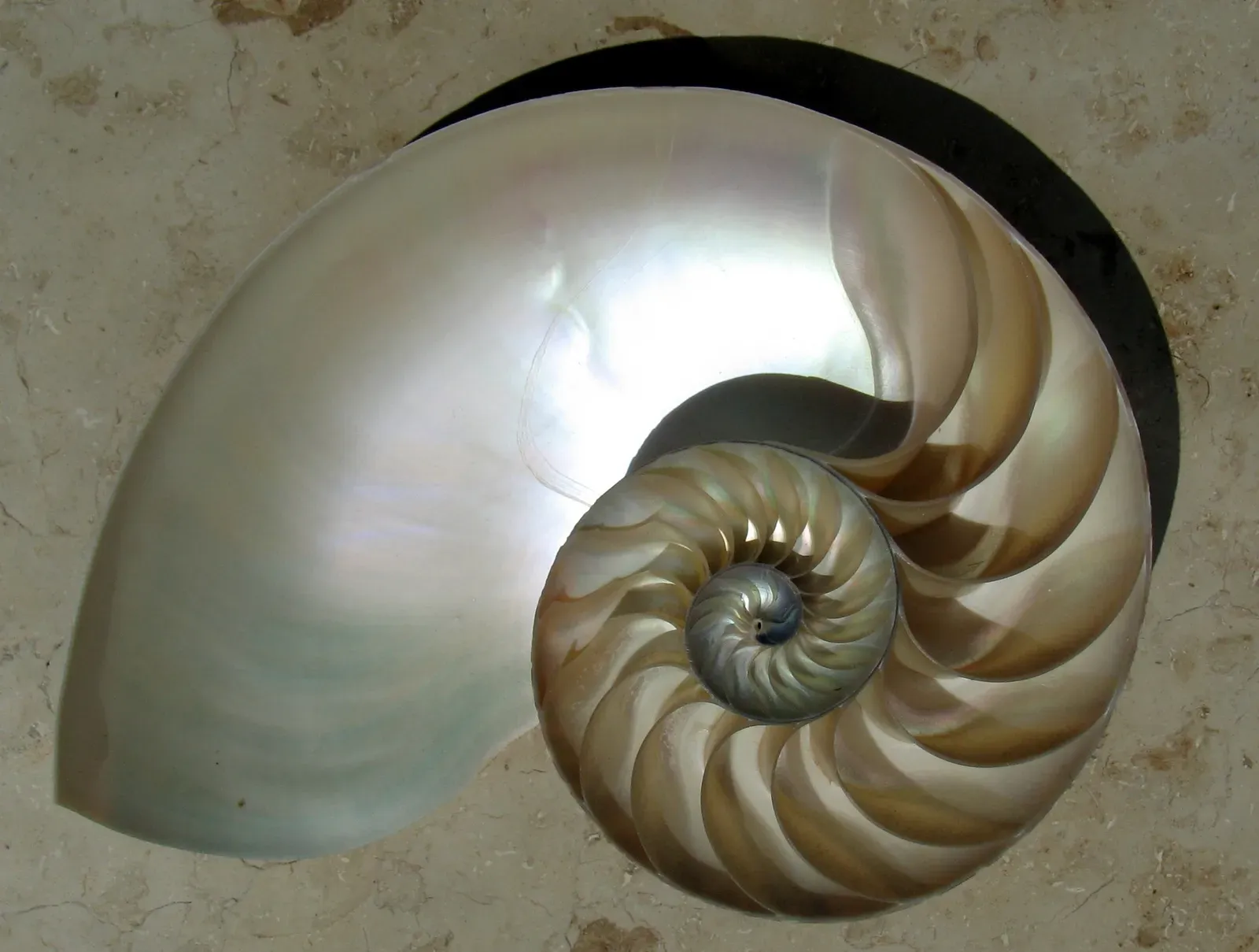 1. The Golden Ratio Spirals in Shells, Galaxies, and Pinecones (CC BY-SA 3.0)