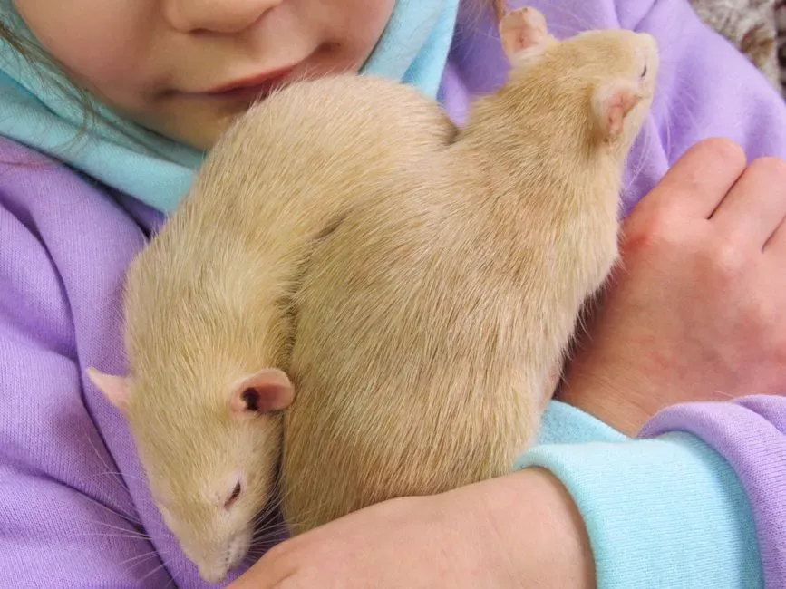 #5 - Rats That Laugh When You Tickle Them (Image Credits: Pexels)
