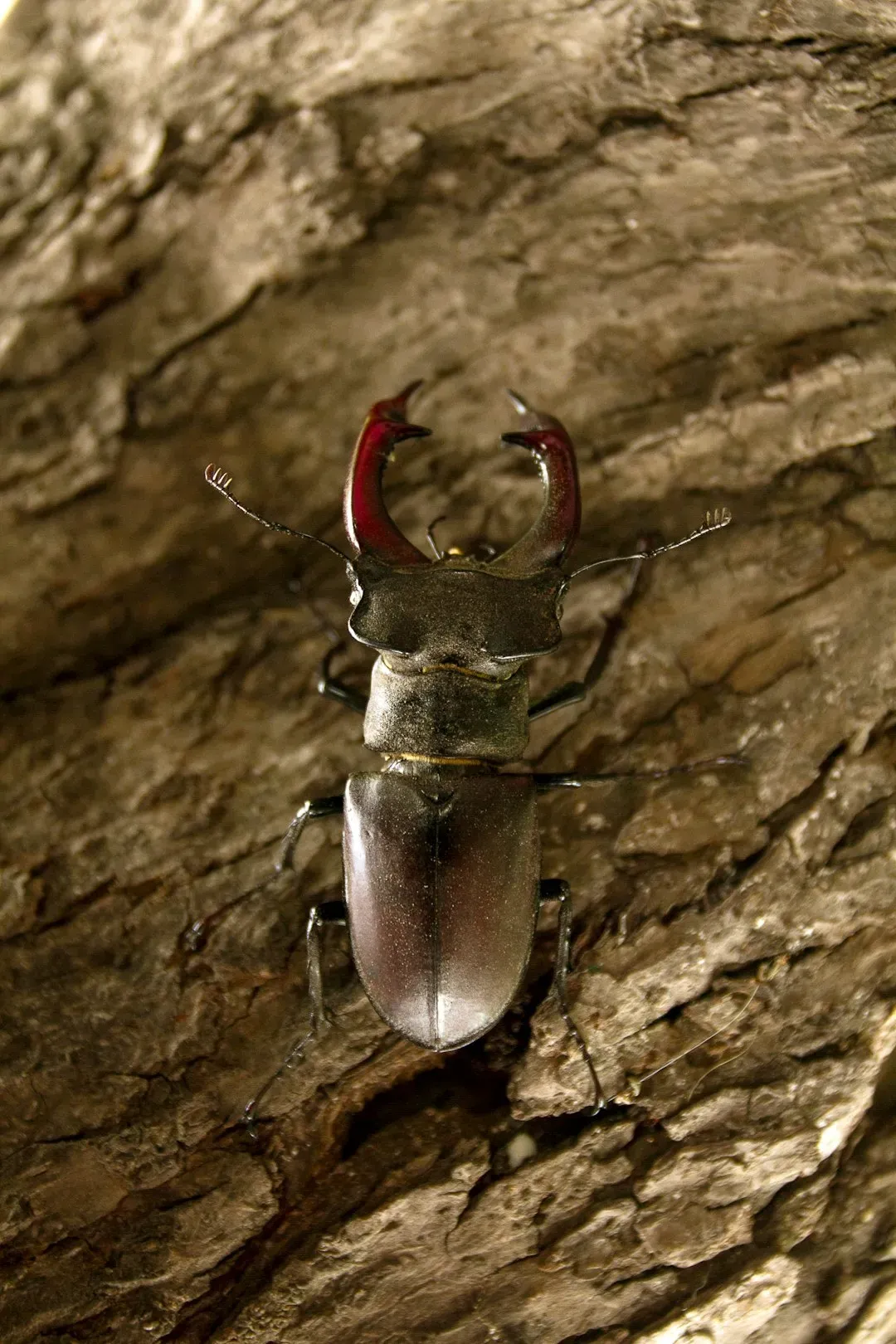 Predatory Cave Beetles With Supercharged Jaws (Image Credits: Unsplash)