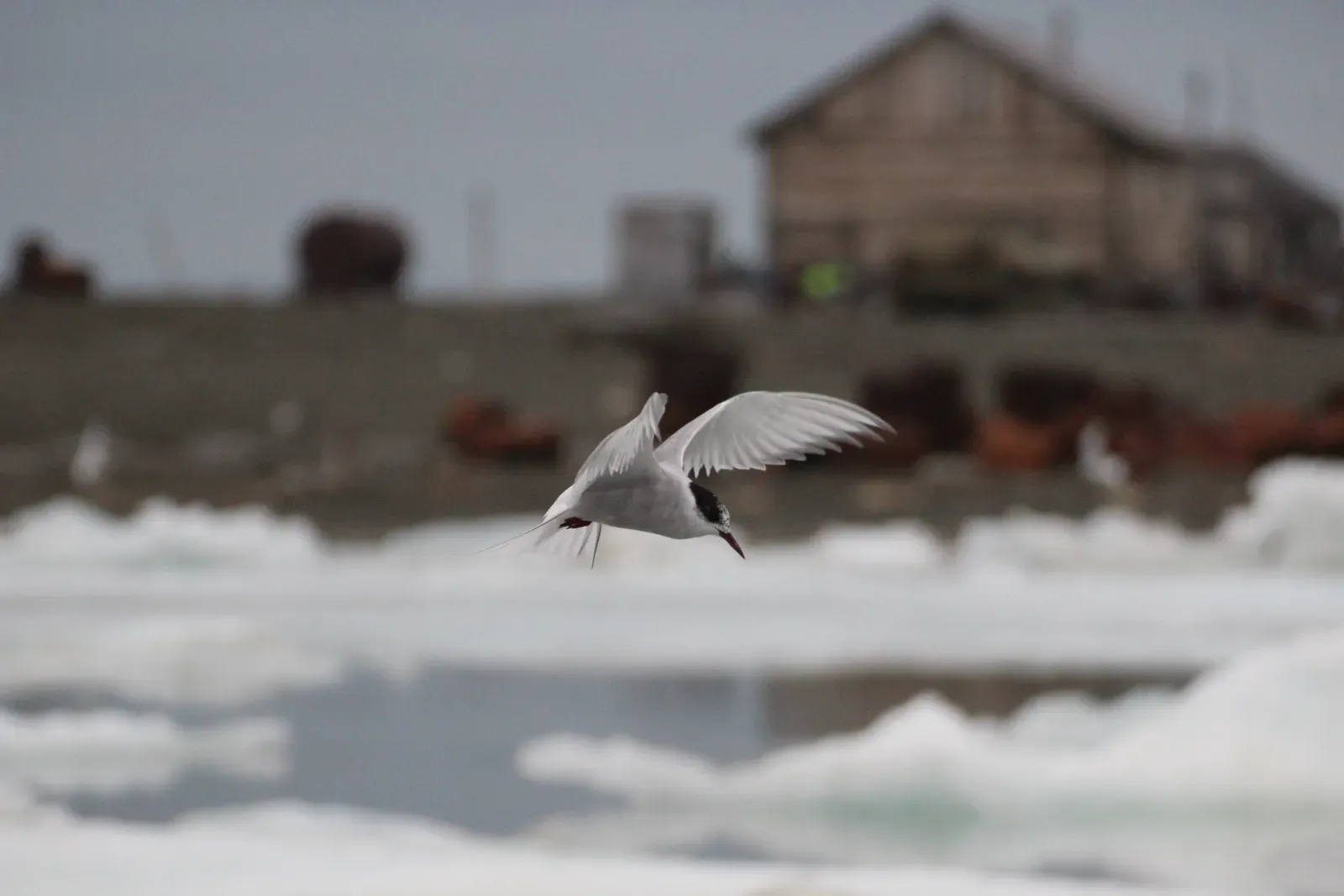 #3 - Arctic Weather Stations: Half-Finished Meals in the Polar Night (By Nestortech45, CC BY 4.0)