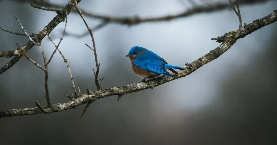 How Seeing a Bluebird Changes Your Mindset in the Moment (Image Credits: Pexels)