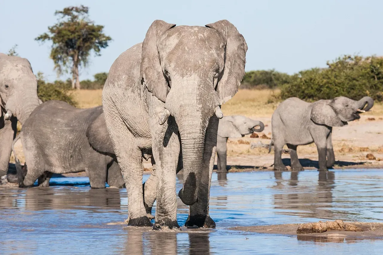 What Elephant Memory Means for Conservation (Image Credits: Pixabay)