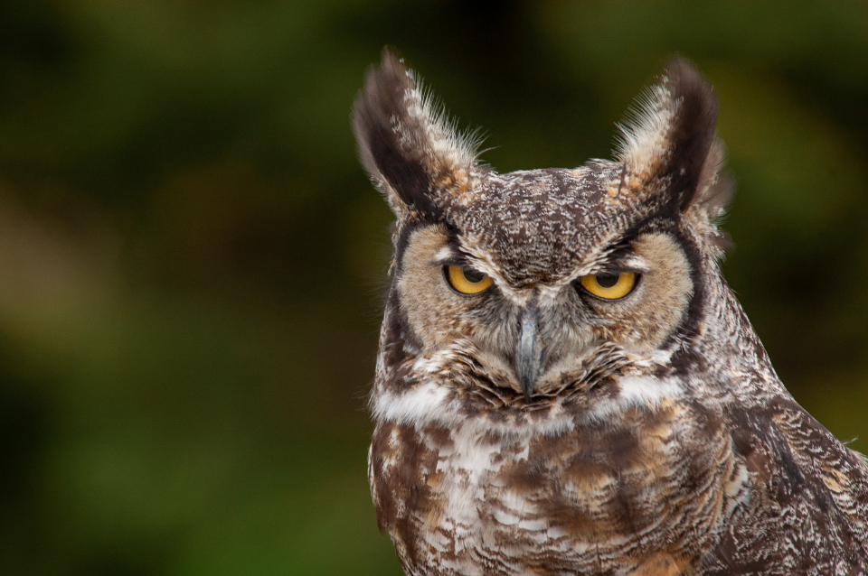 Virgo: The Wise Owl of Earth (Image Credits: Stocksnap)