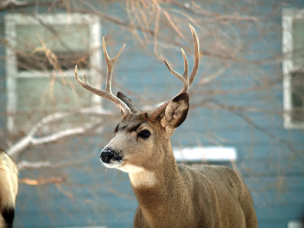 Territory, Curiosity, and Routine Around Your Yard (charkesw, Flickr, CC BY 2.0)