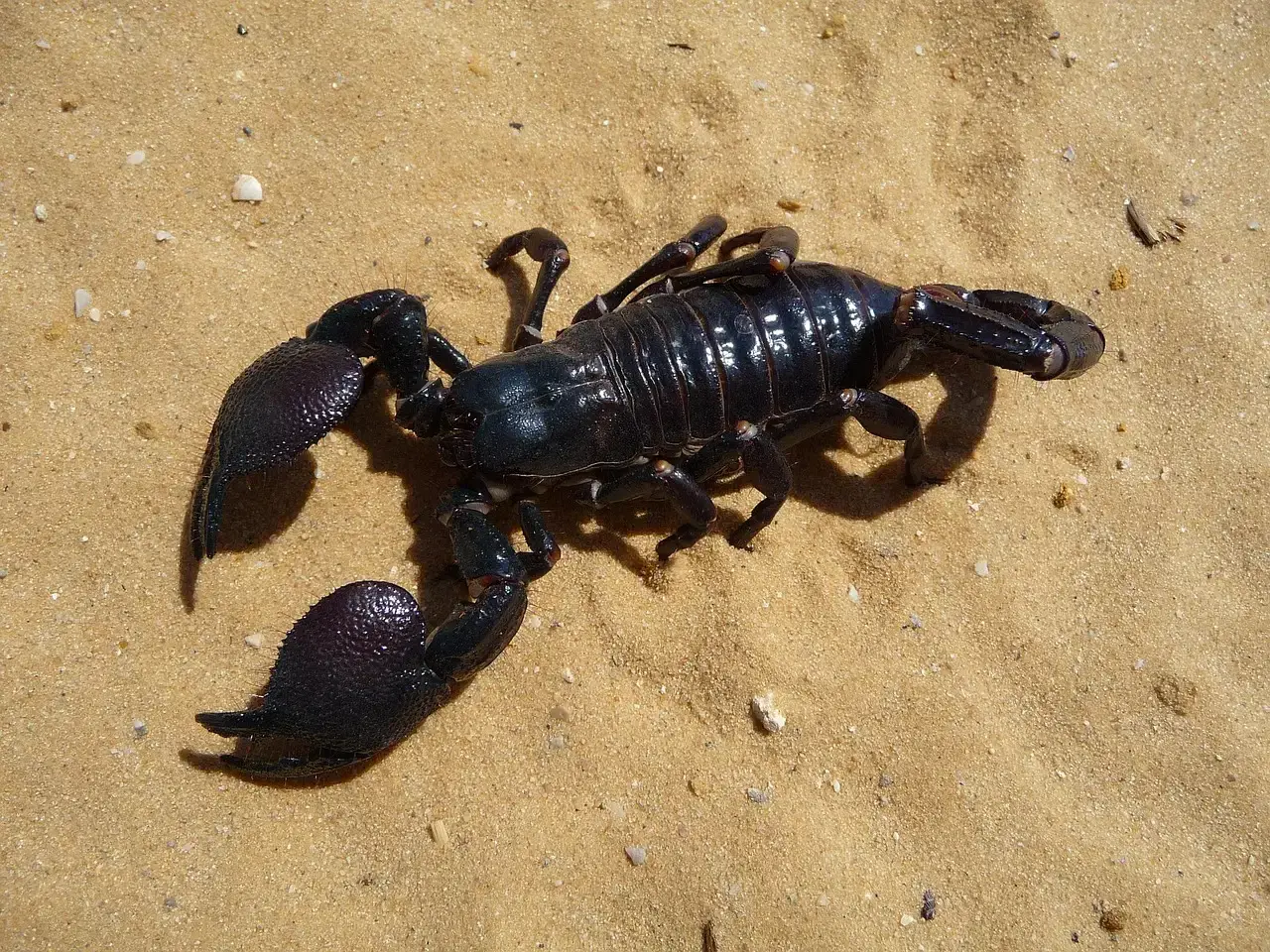 9. The Scorpion: An Ancient Survivor With a Nearly Indestructible Body (Image Credits: Pixabay)