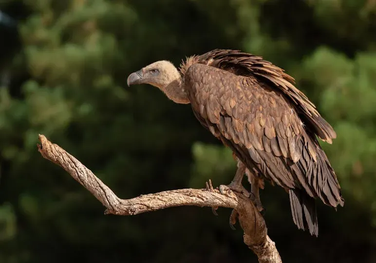 6. Vultures in Africa and Asia – The Sanitation Crew Preventing Disease (Image Credits: Pexels)