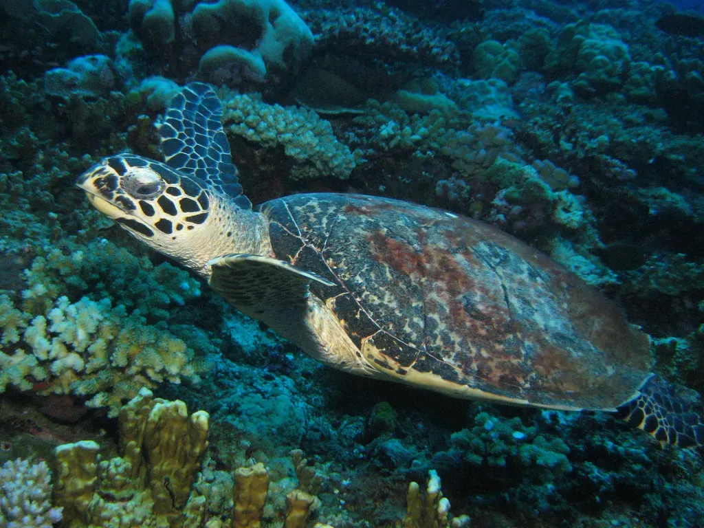 5. The Hawksbill Sea Turtle - Treasured to Near Extinction (mtarlock, Flickr, CC BY-SA 2.0)