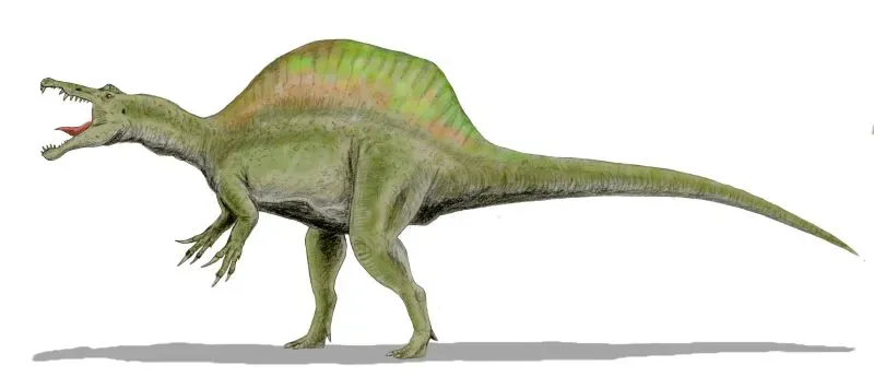 #3 - Spinosaurus: The Apex Hunter Built From a Jaw Tip That No Longer Exists (By derivative work: Dinoguy2 (talk)
Spinosaurus_BW.jpg: ArthurWeasley, CC BY 2.5)